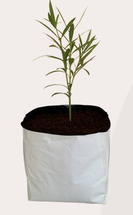Open Top Grow Bag