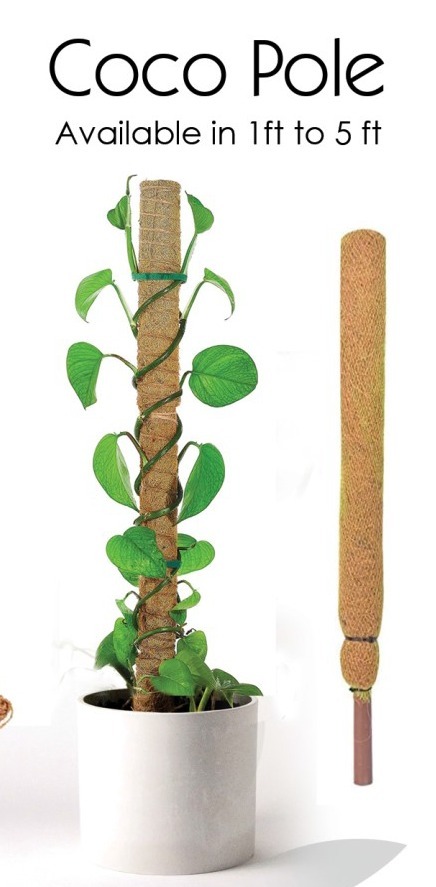 Coco Pole